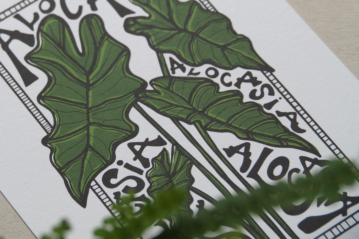 Alocasia in Colour