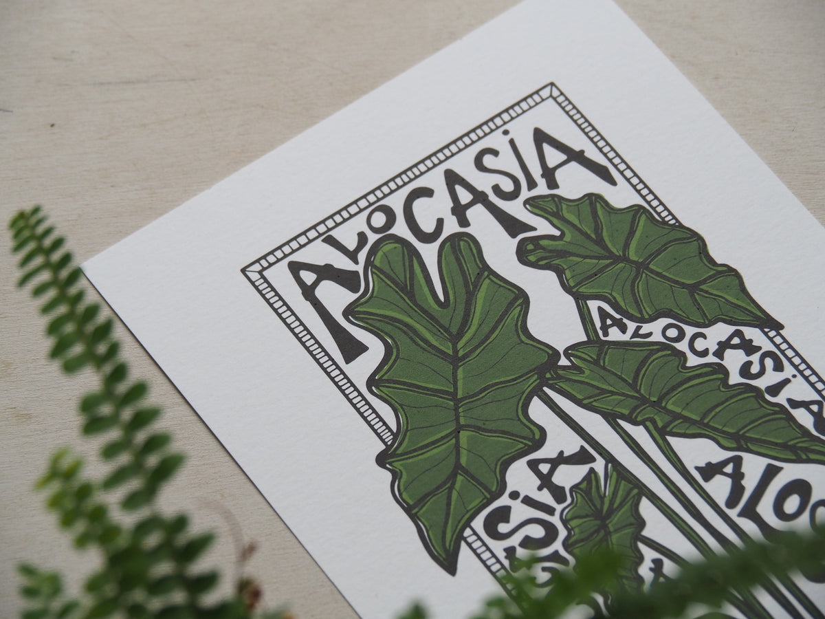 Alocasia in Colour