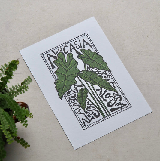 Alocasia in Colour