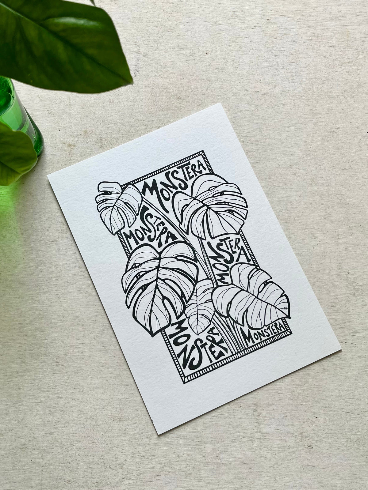Monstera