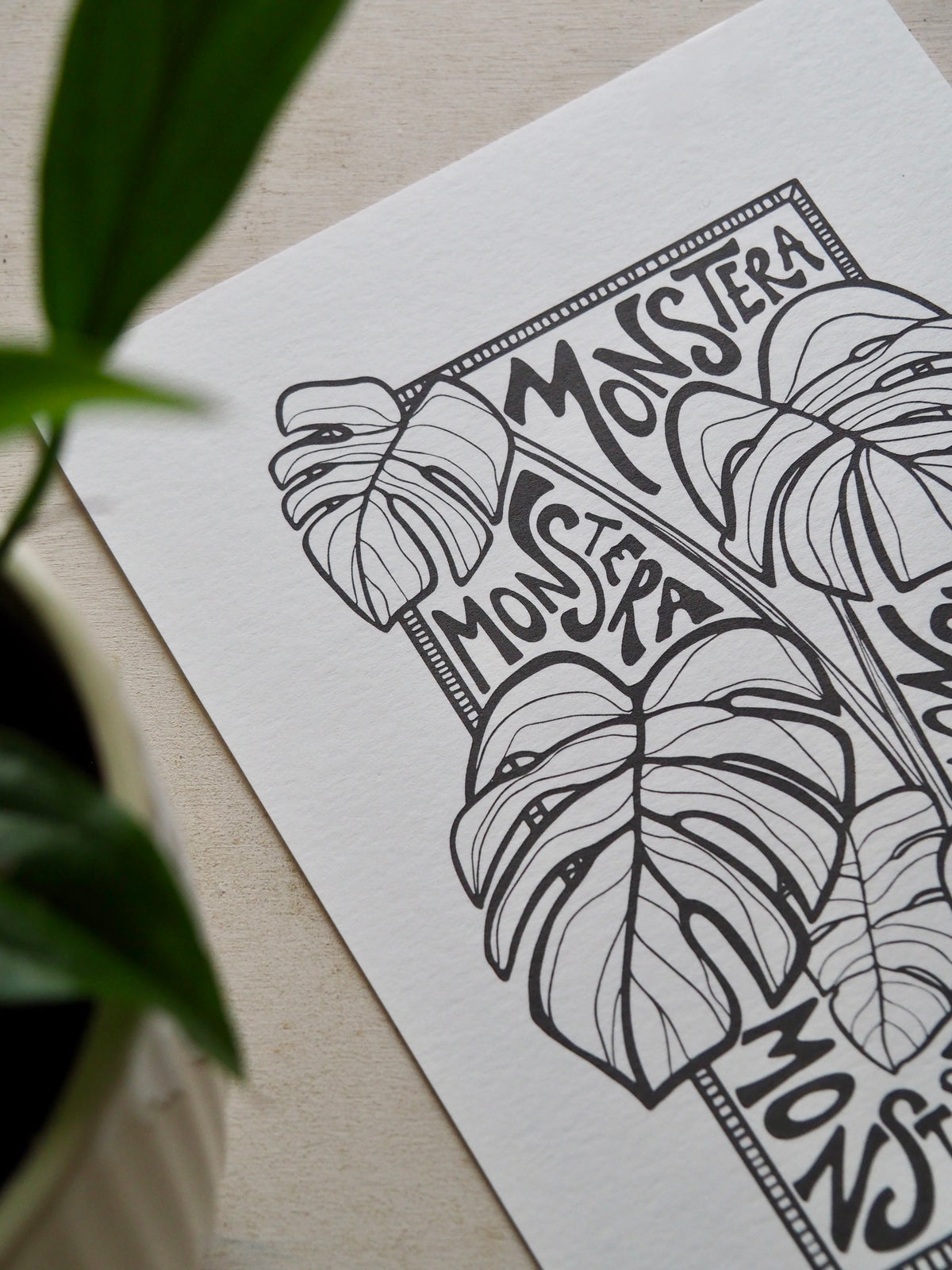 Monstera