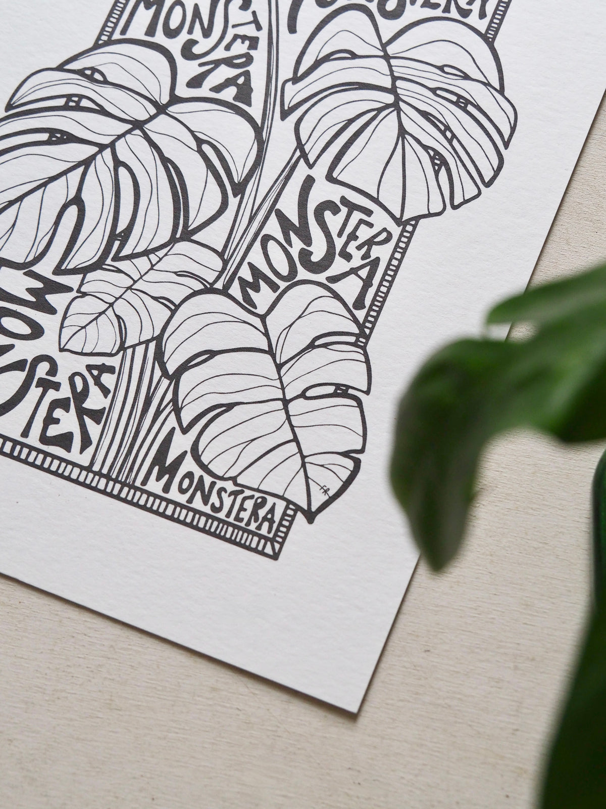Monstera