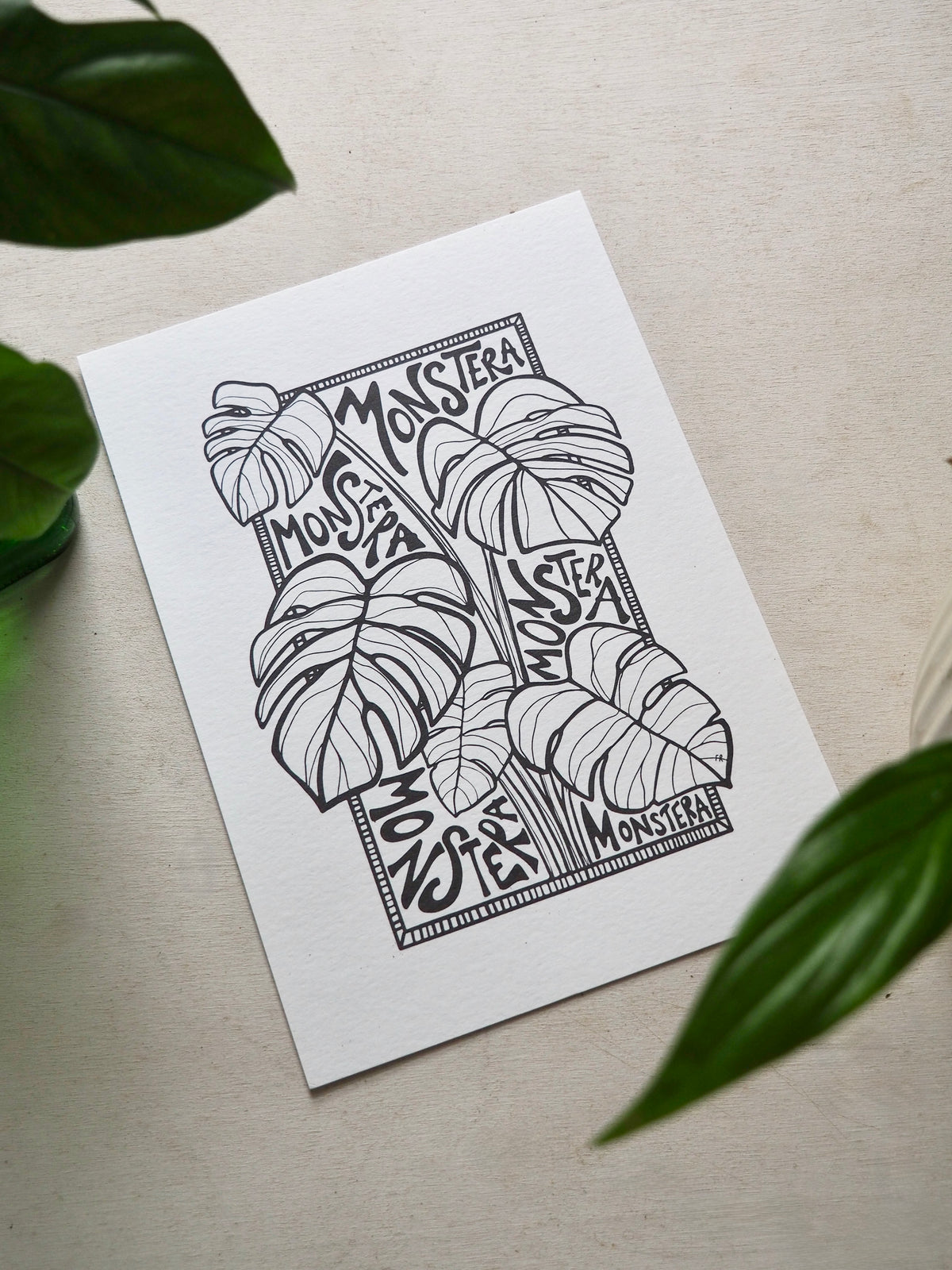 Monstera