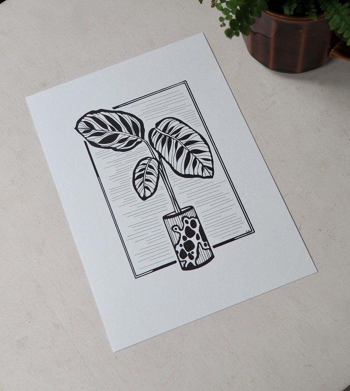 Maranta in Pot