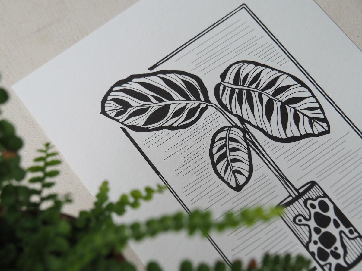 Maranta in Pot
